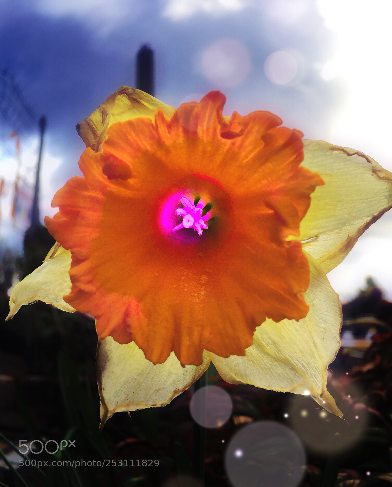 Apple iPhone 6 sample photo. Flower photography