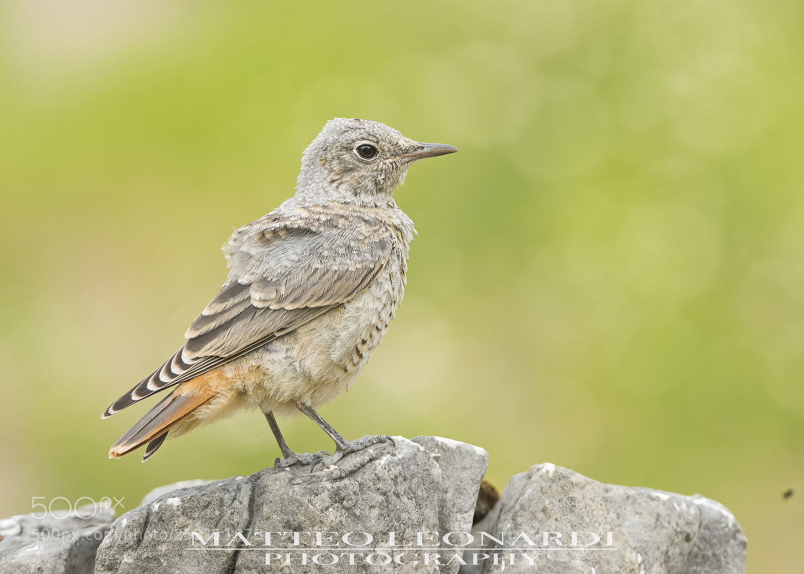 Nikon D810 sample photo. Codirossone giovane photography
