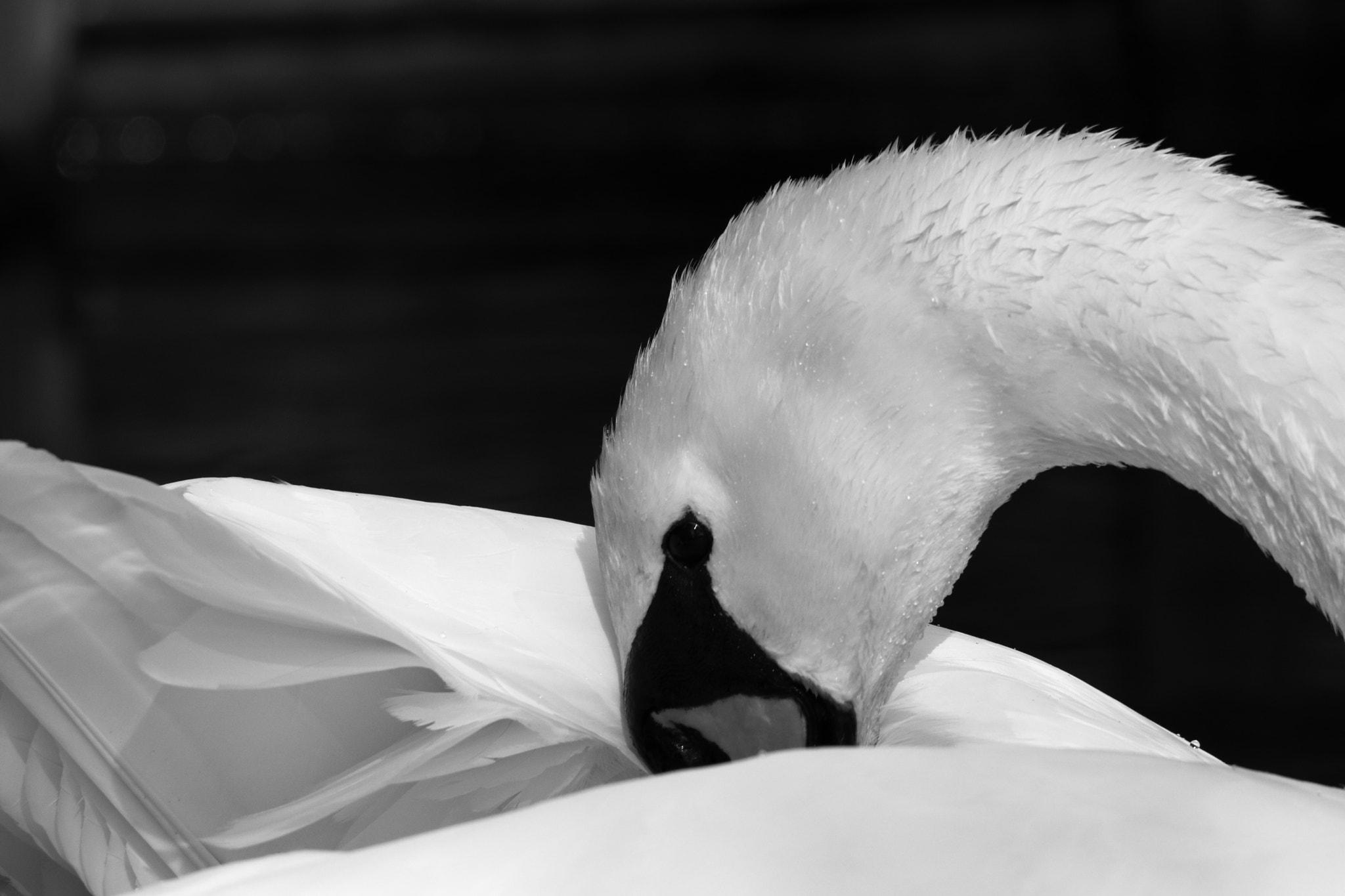 Canon EOS 80D sample photo. Le cygne photography
