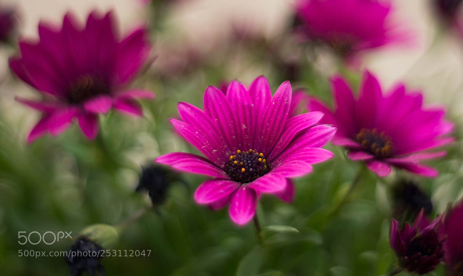 Nikon D610 sample photo. Flor photography
