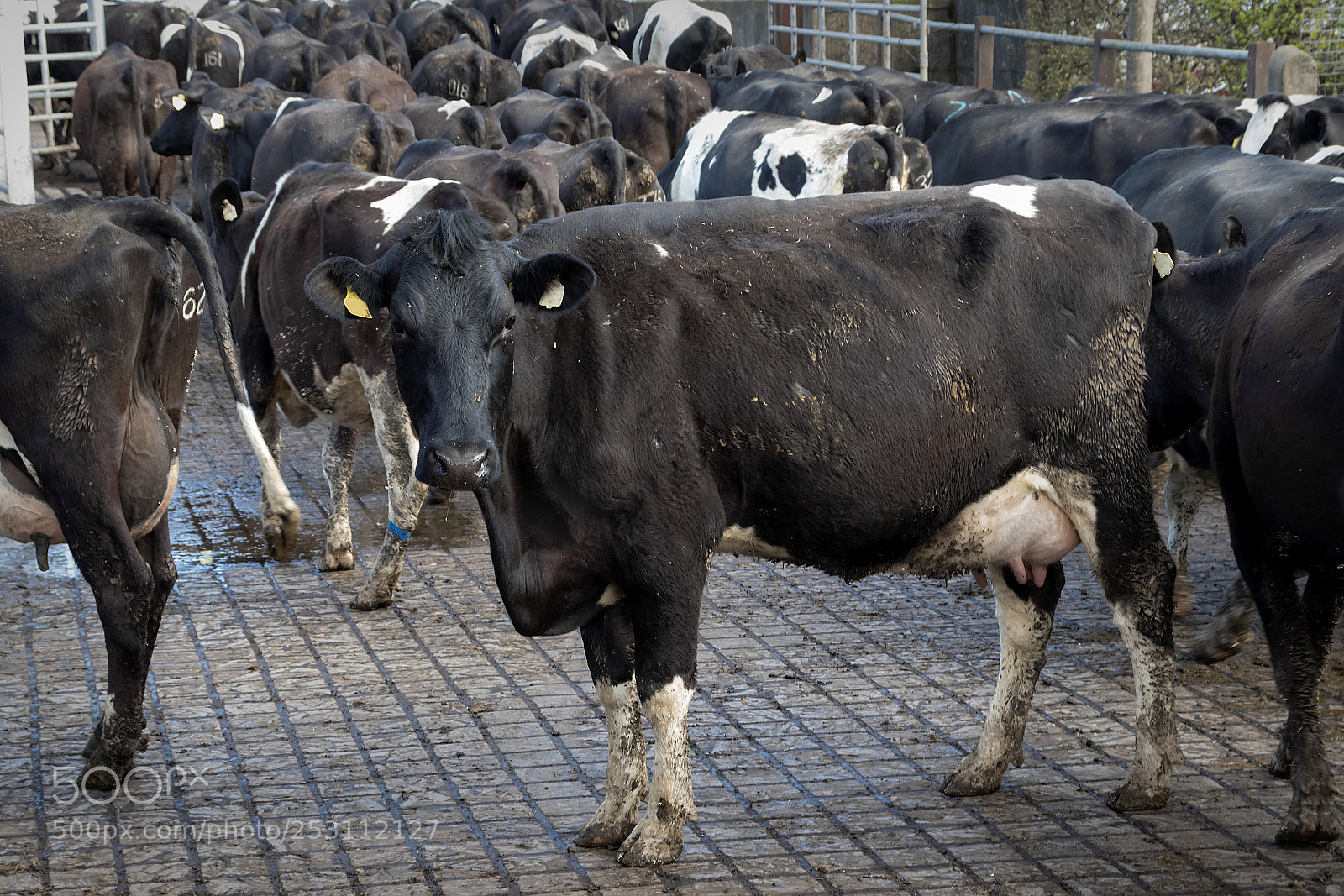 Canon EOS 80D sample photo. Follow the herd photography