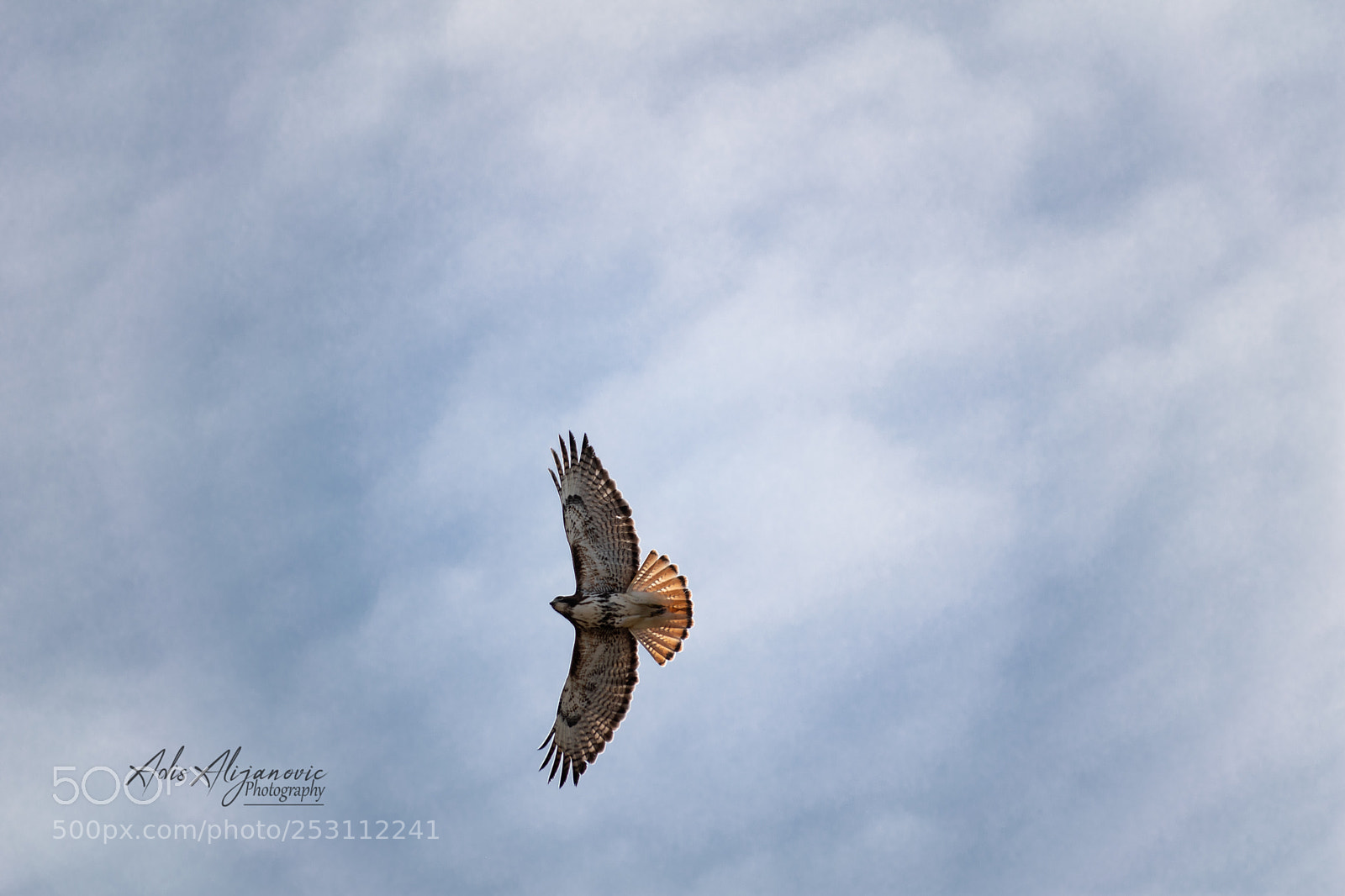Nikon D5300 sample photo. Red-tailed hawk in flight photography