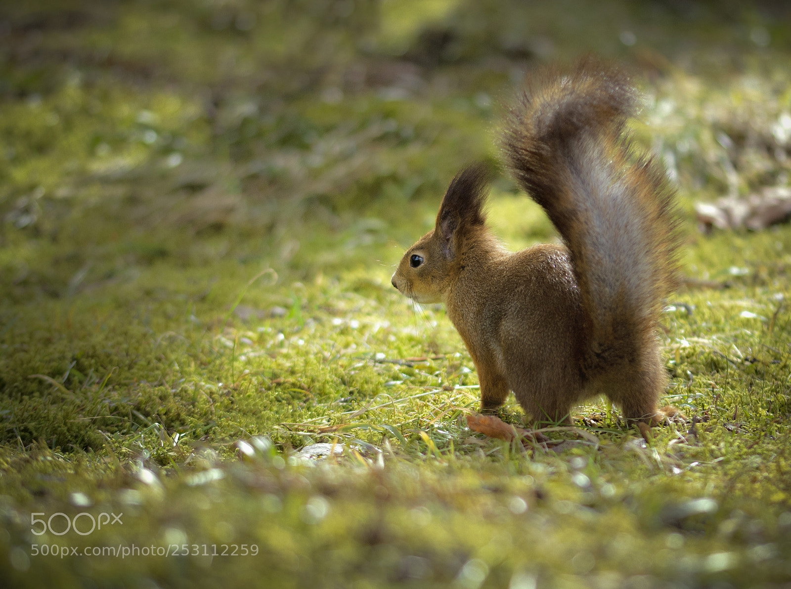 Nikon D7100 sample photo. Fluff photography