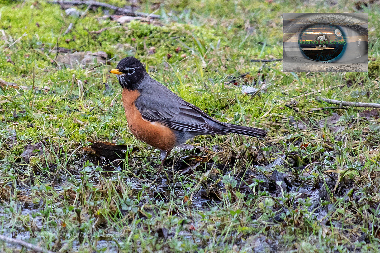 Canon EOS 5D Mark IV sample photo. American robin photography