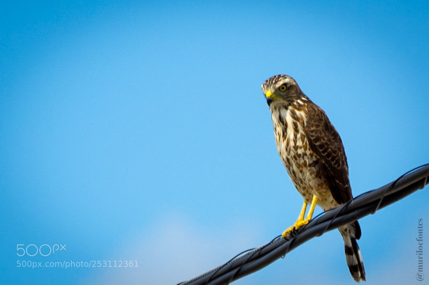 Nikon D3100 sample photo. Gavi o carij em photography