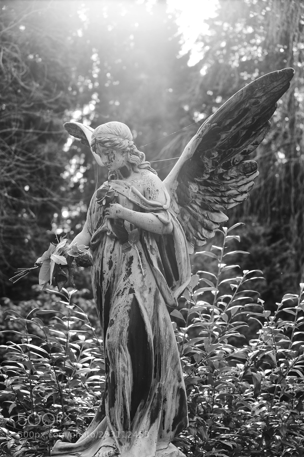 Canon EOS 5D Mark II sample photo. Angel & rose #2 photography