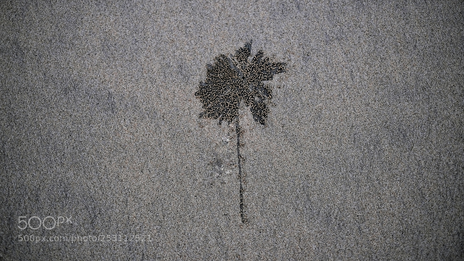 Fujifilm X-T20 sample photo. A crab is creating photography