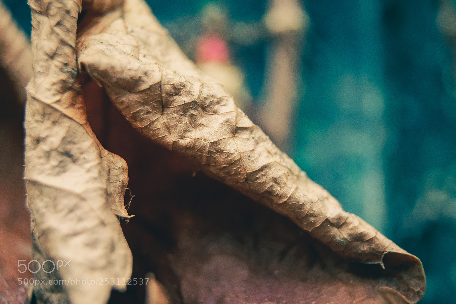 Nikon D5300 sample photo. Autumn leaf photography