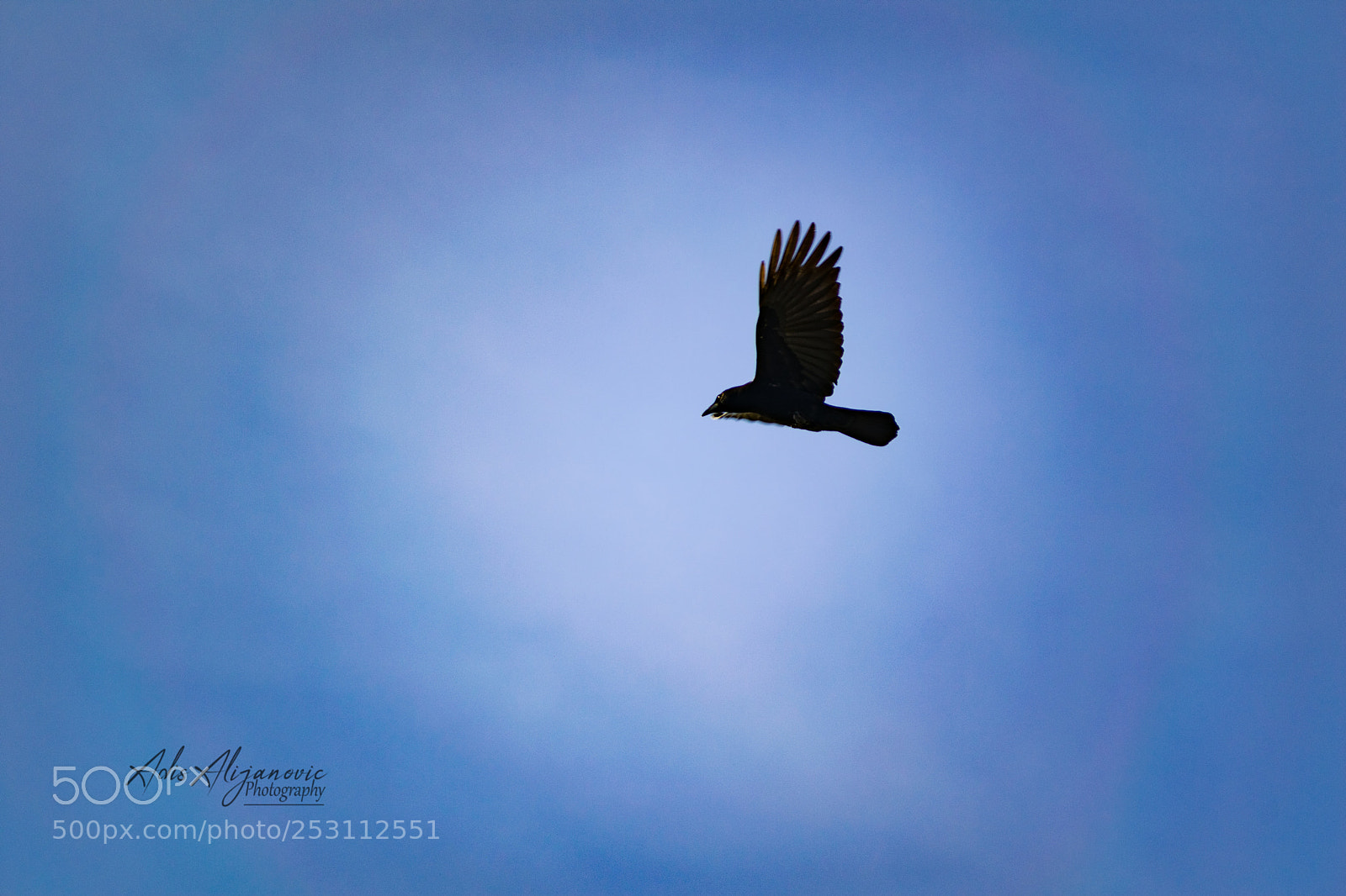 Nikon D5300 sample photo. Raven photography