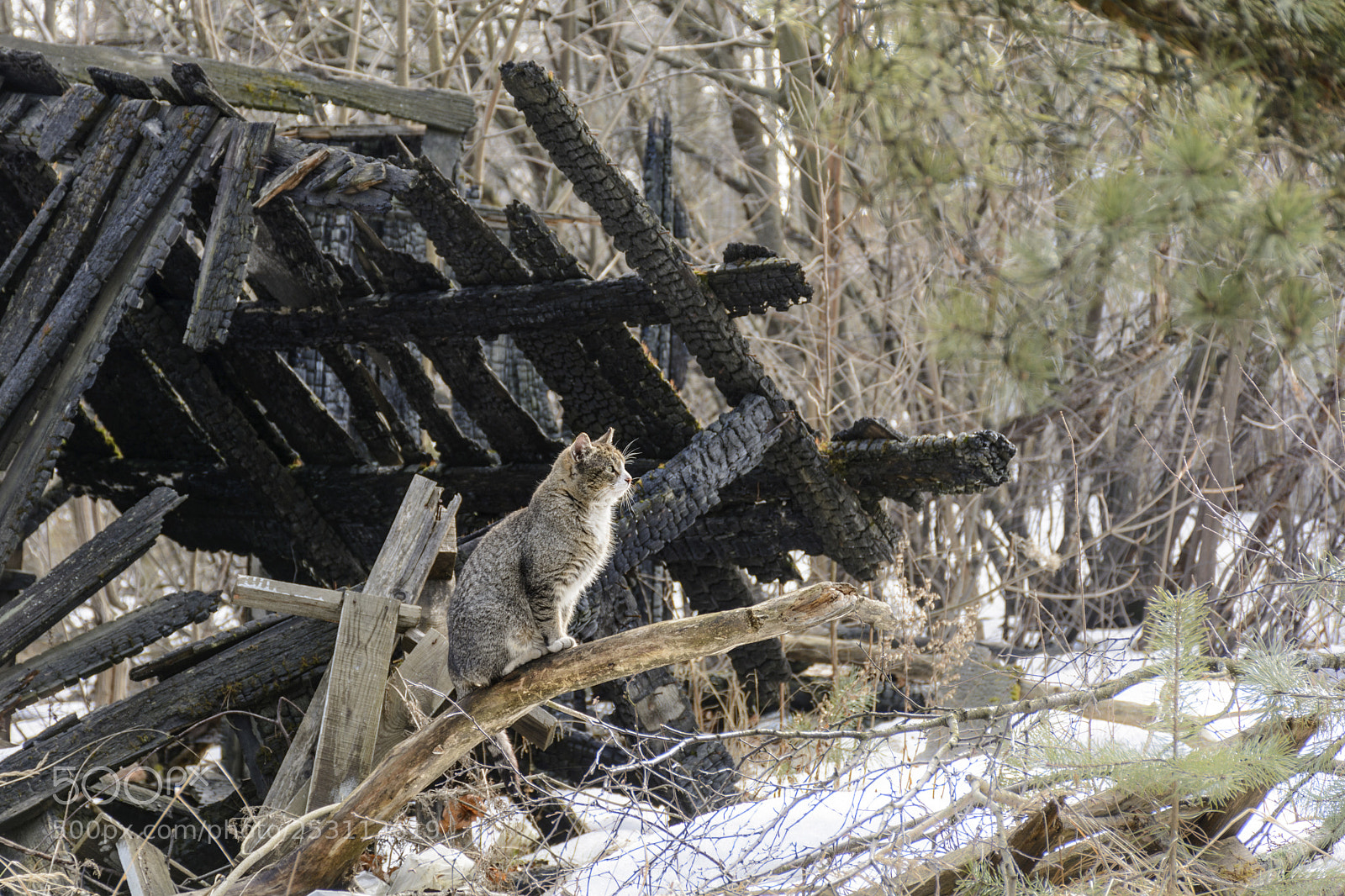 Nikon D7100 sample photo. The cat at the photography