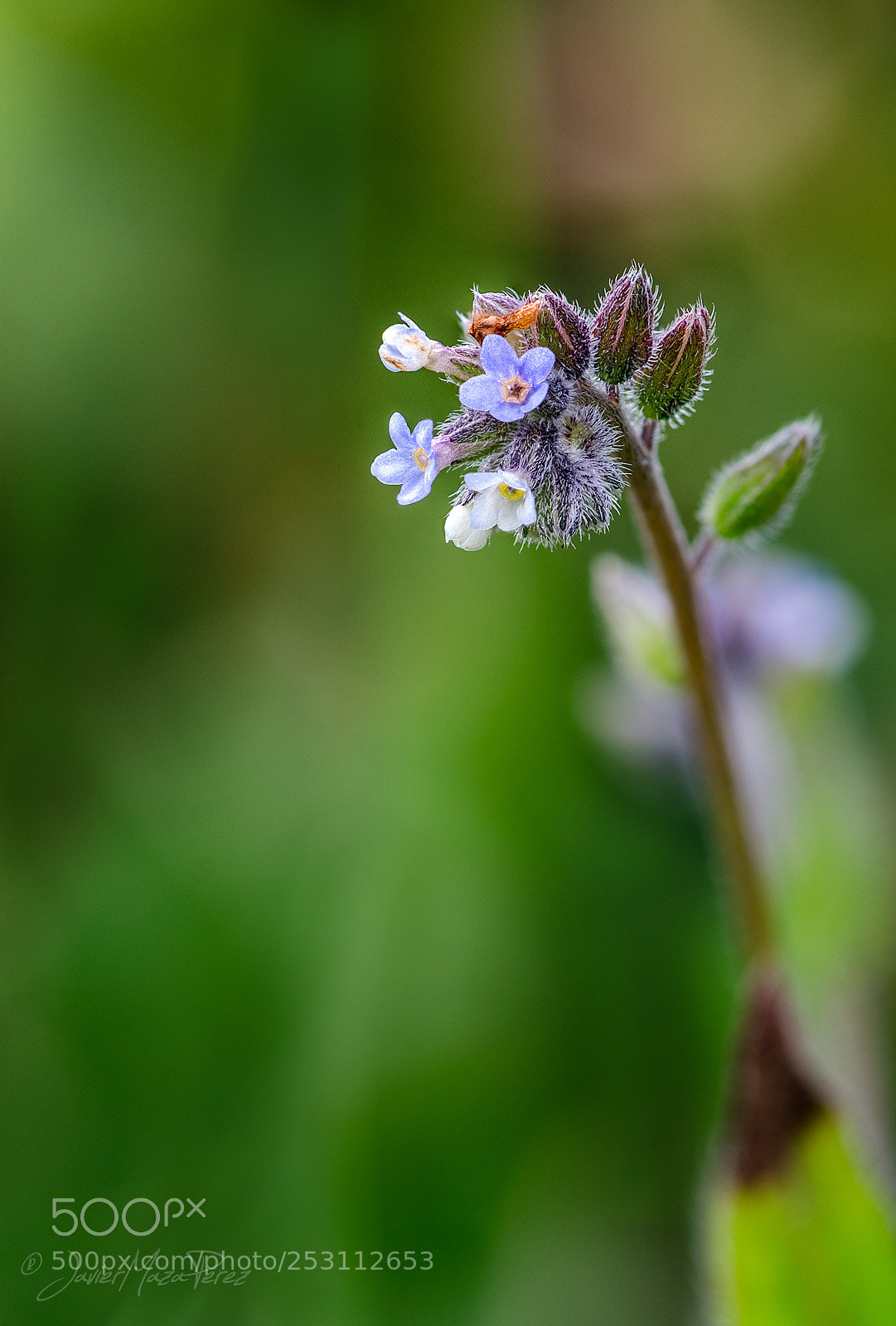 Nikon D7000 sample photo. No me olvides..... myosotis photography
