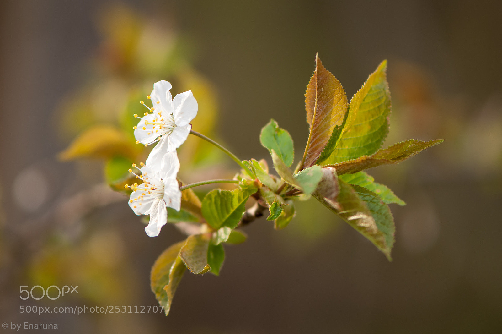 Nikon D300S sample photo. Wild cherry blossoms photography