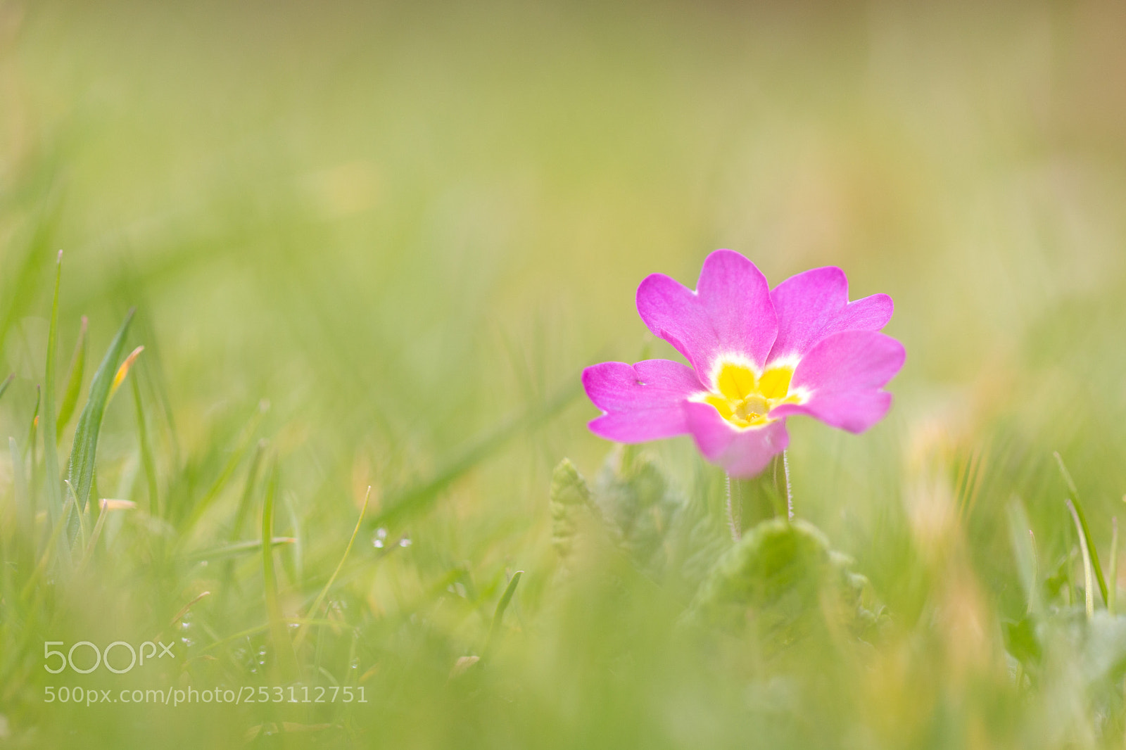Canon EOS 70D sample photo. Pink photography