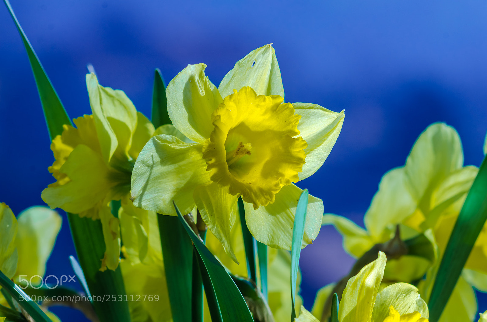 Nikon D7000 sample photo. Narcis photography
