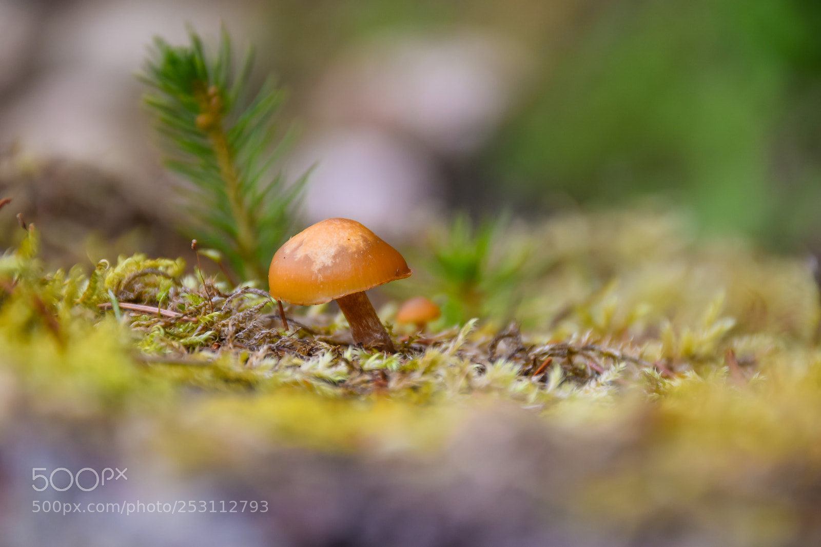 Nikon D5300 sample photo. Mushroom photography