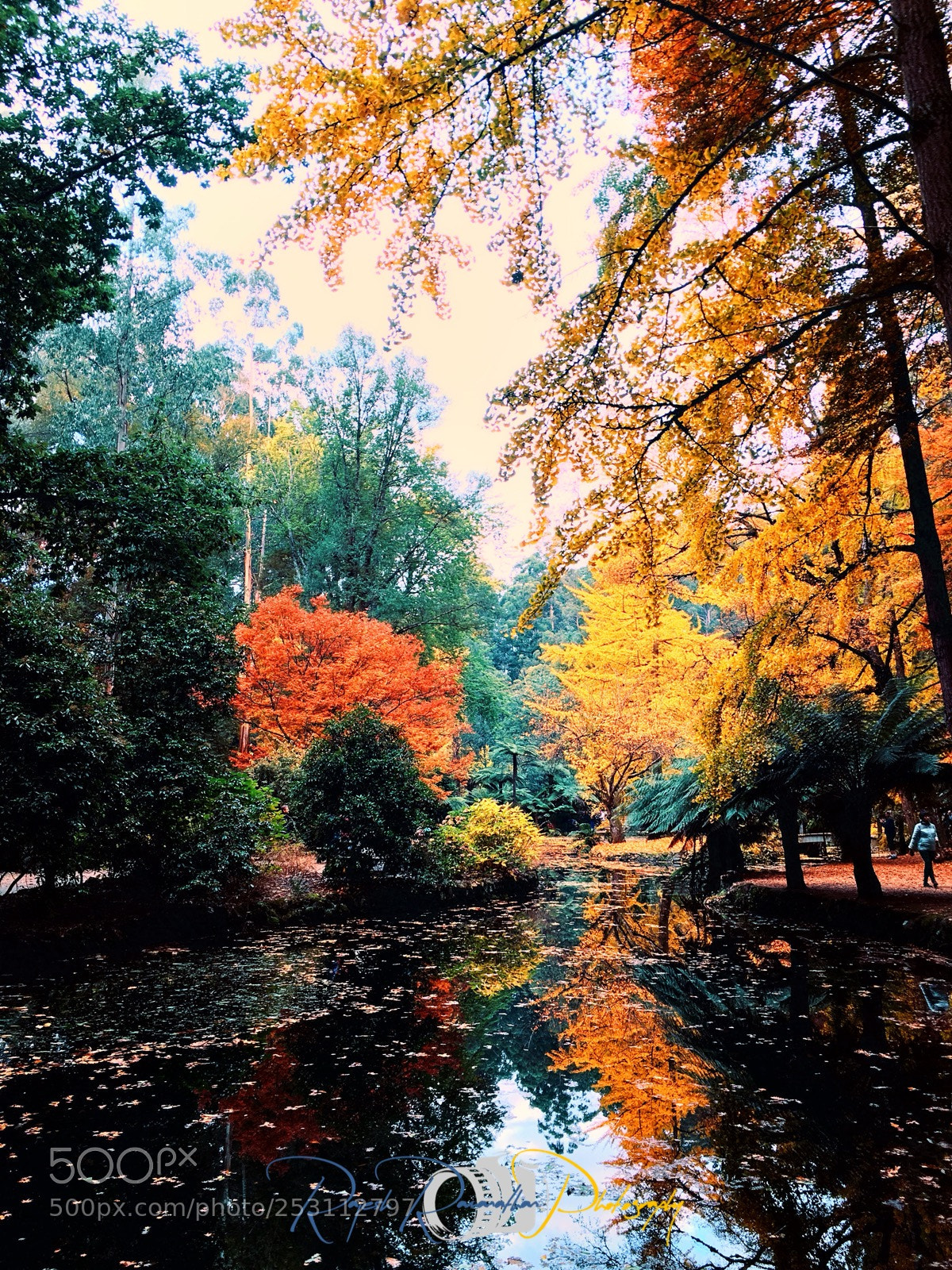 Apple iPhone 6s Plus sample photo. Autumn colours!  photography