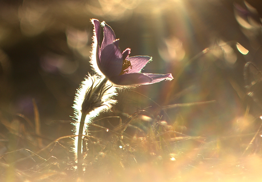 Canon EOS 600D (Rebel EOS T3i / EOS Kiss X5) + Canon EF 35-80mm f/4-5.6 sample photo. Pulsatilla slavica photography