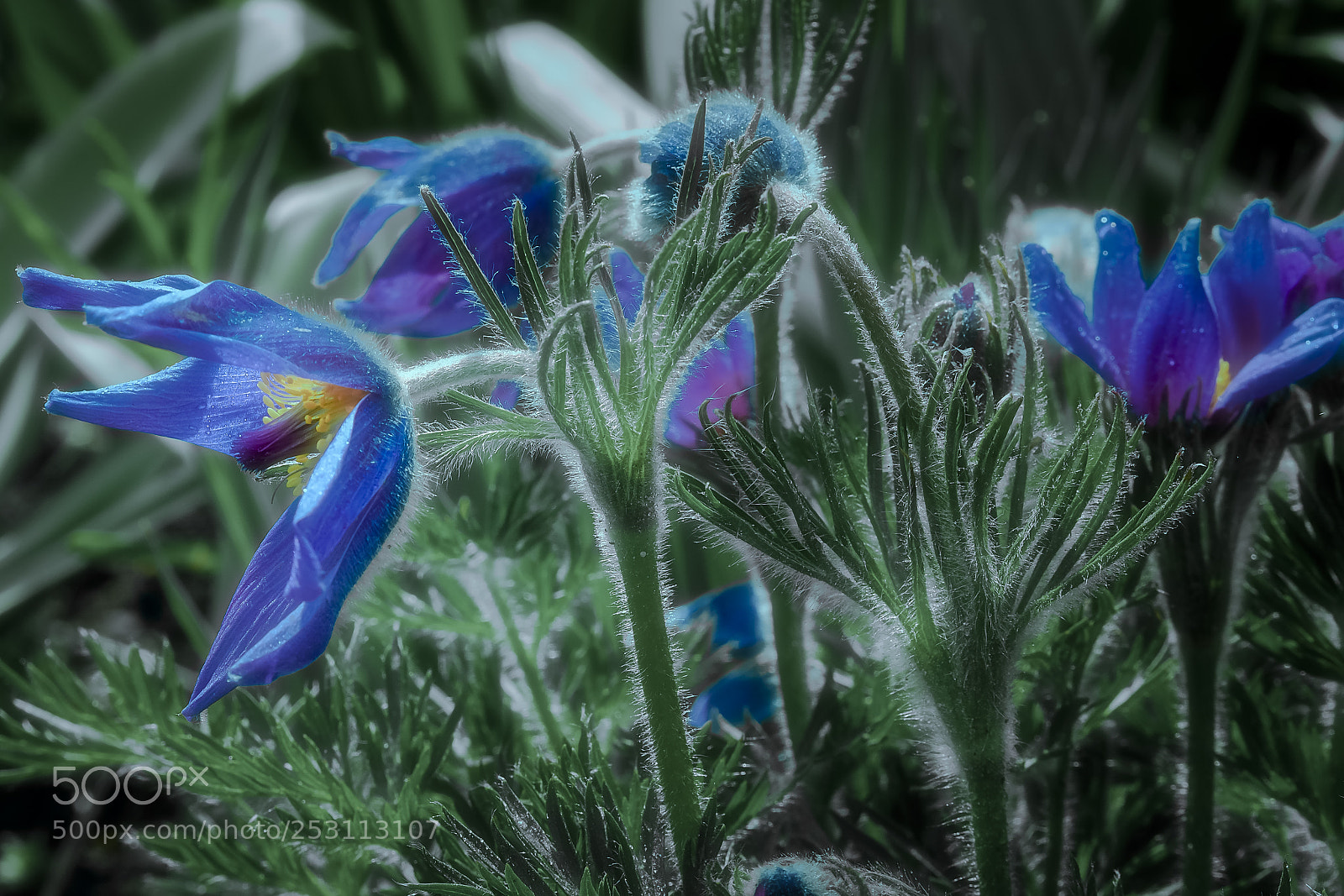 Olympus OM-D E-M5 II sample photo. Flowers photography