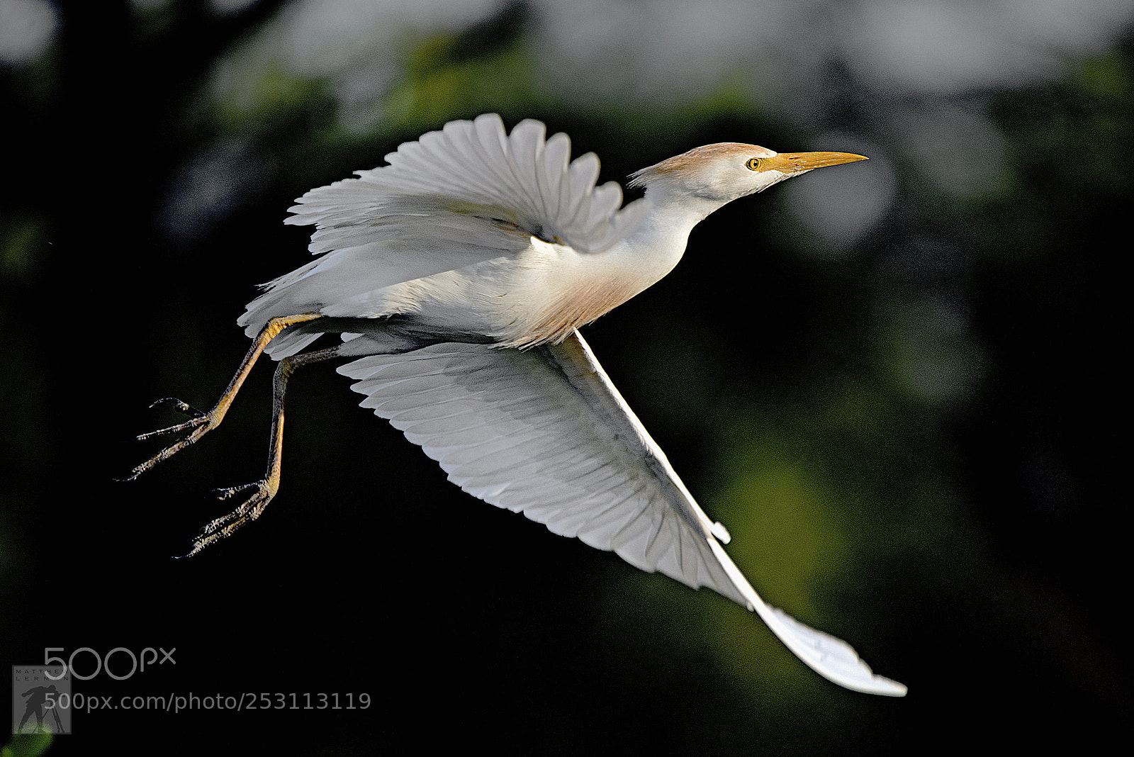 Nikon D810 sample photo. Morning flight 1773 photography