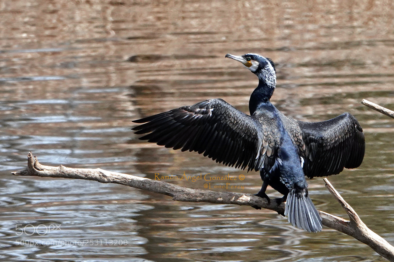 Sony Cyber-shot DSC-RX10 IV sample photo. Great cormorant drying in photography