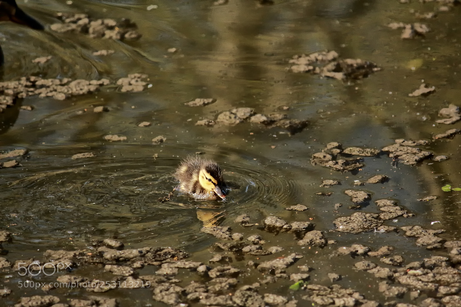 Canon EOS 700D (EOS Rebel T5i / EOS Kiss X7i) sample photo. Anade photography