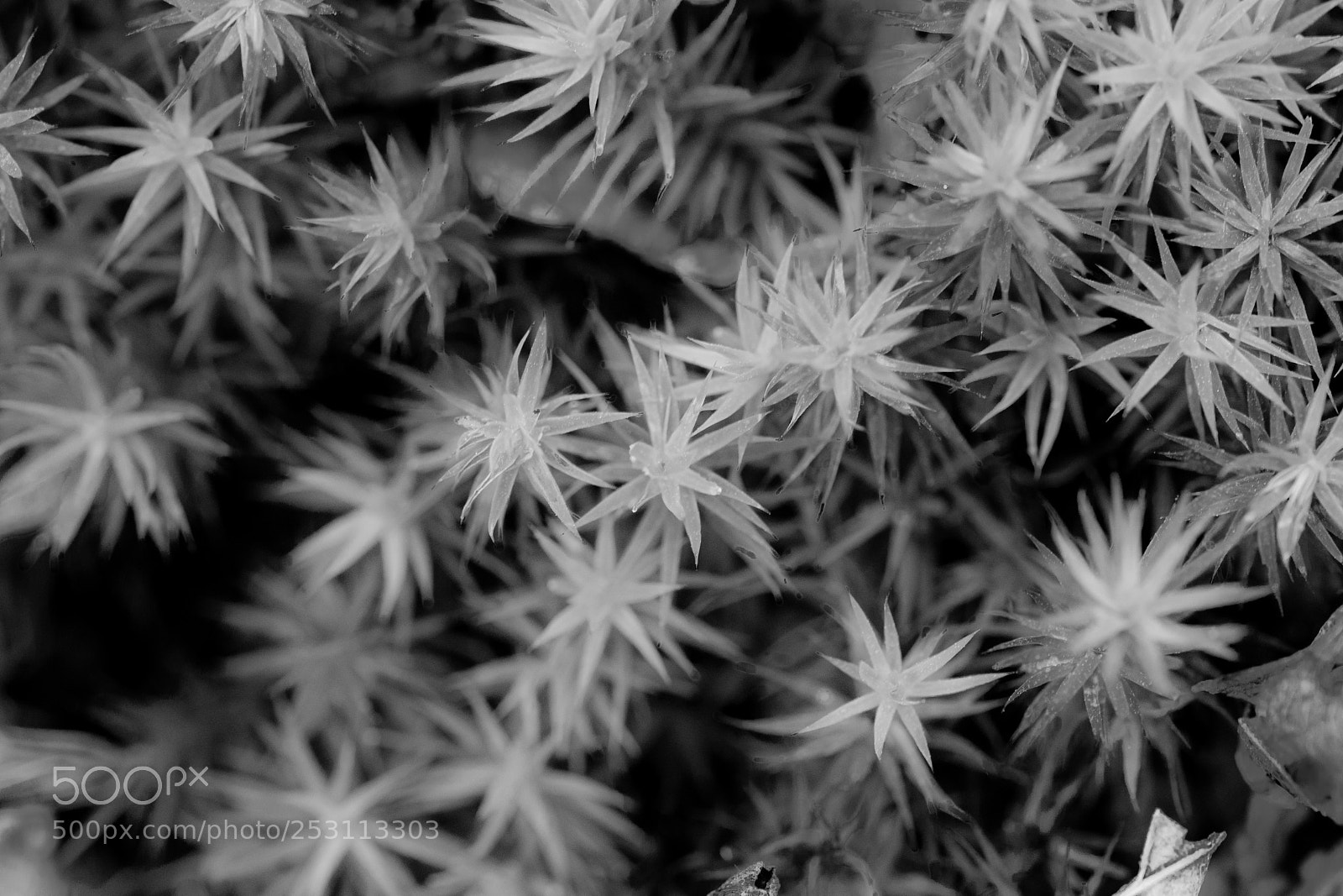 Nikon D7200 sample photo. Structures of nature photography