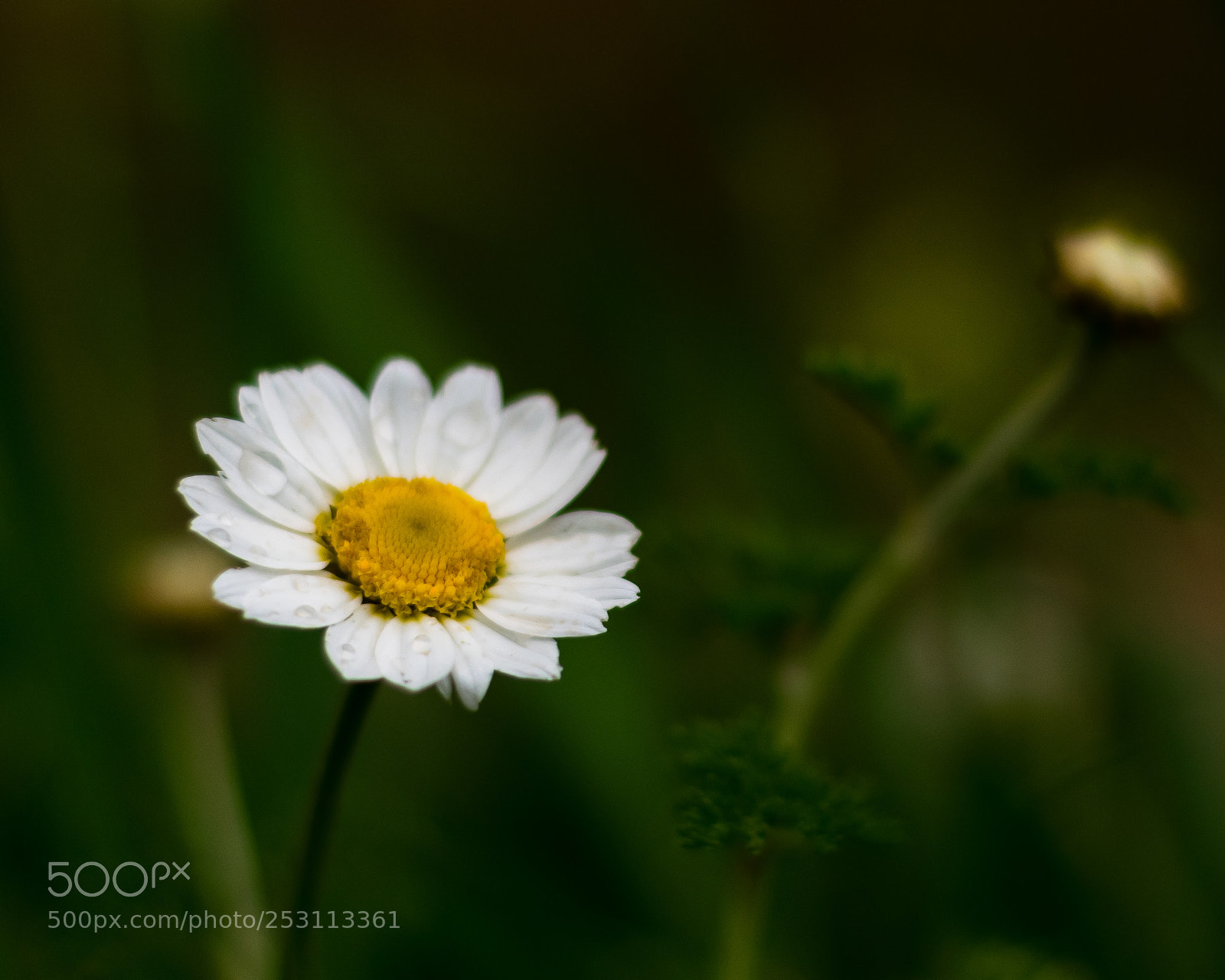 Nikon D3300 sample photo. White photography