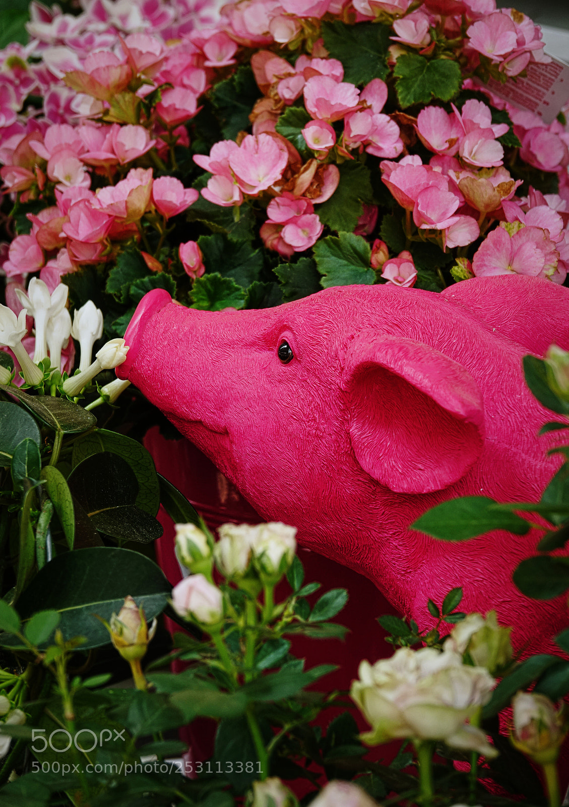 Sony Cyber-shot DSC-RX10 III sample photo. Happiness photography