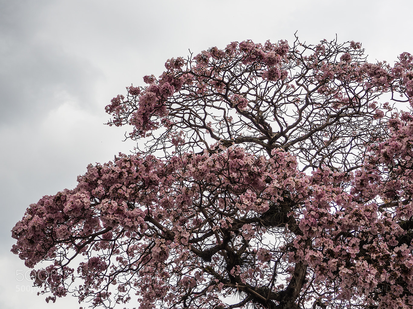 Olympus OM-D E-M10 sample photo. Floraci n del roble photography