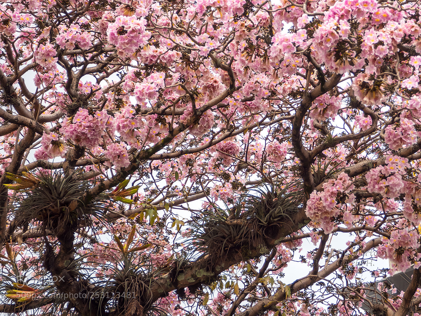 Olympus OM-D E-M10 sample photo. Floraci n del roble photography