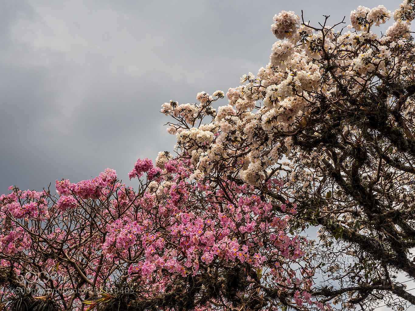 Olympus OM-D E-M10 sample photo. Floraci n del roble photography