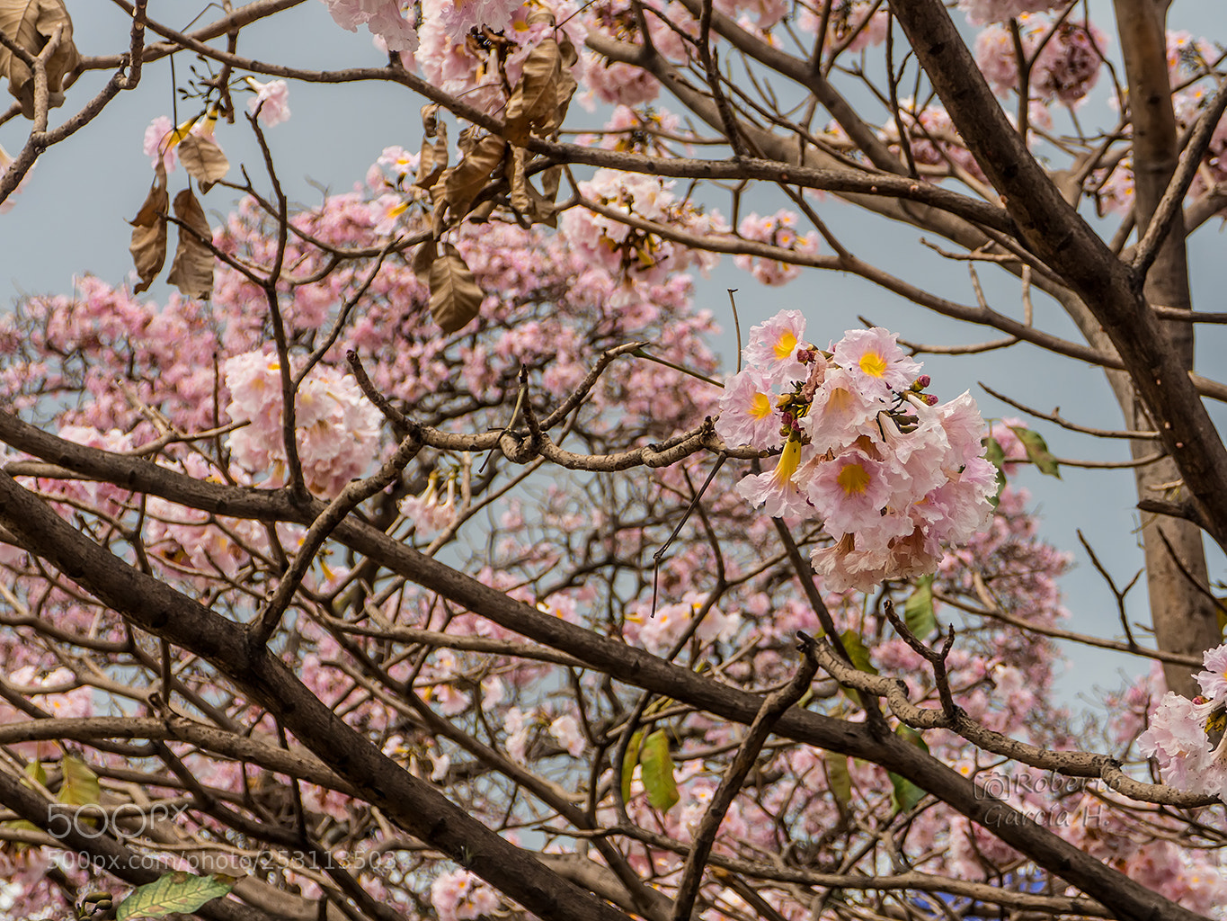 Olympus OM-D E-M10 sample photo. Floraci n del roble photography