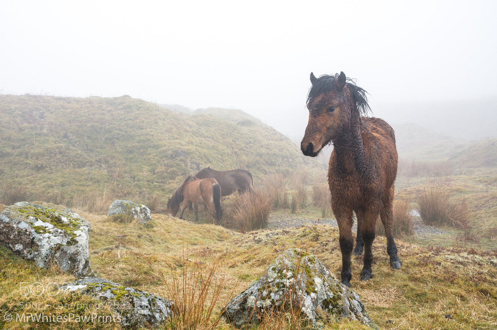 Nikon D7100 sample photo. Soggy pony in the photography