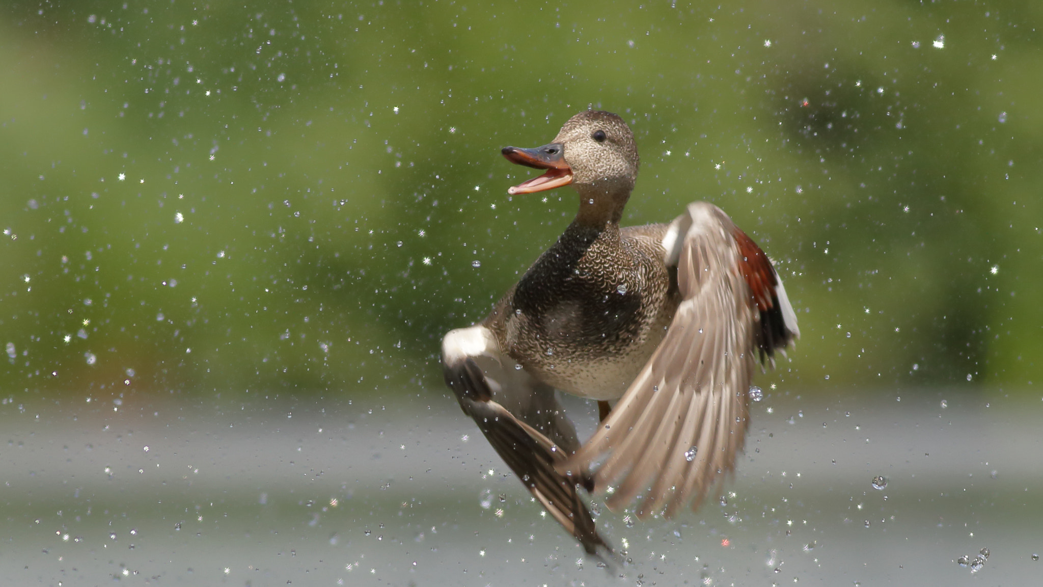 Canon EF 400mm F5.6L USM sample photo. Gadwall and drops of water photography