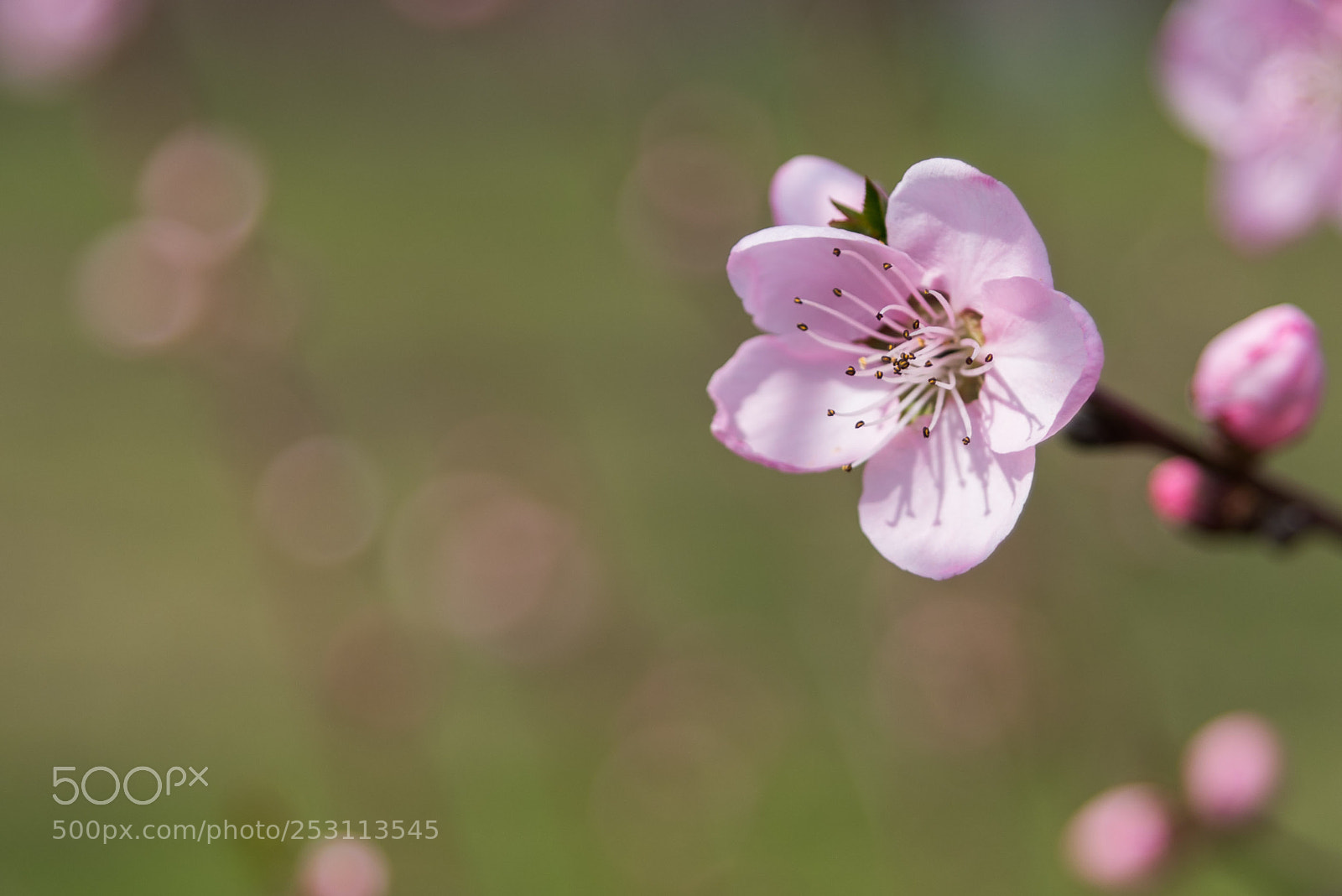 Nikon D610 sample photo. Delicate photography