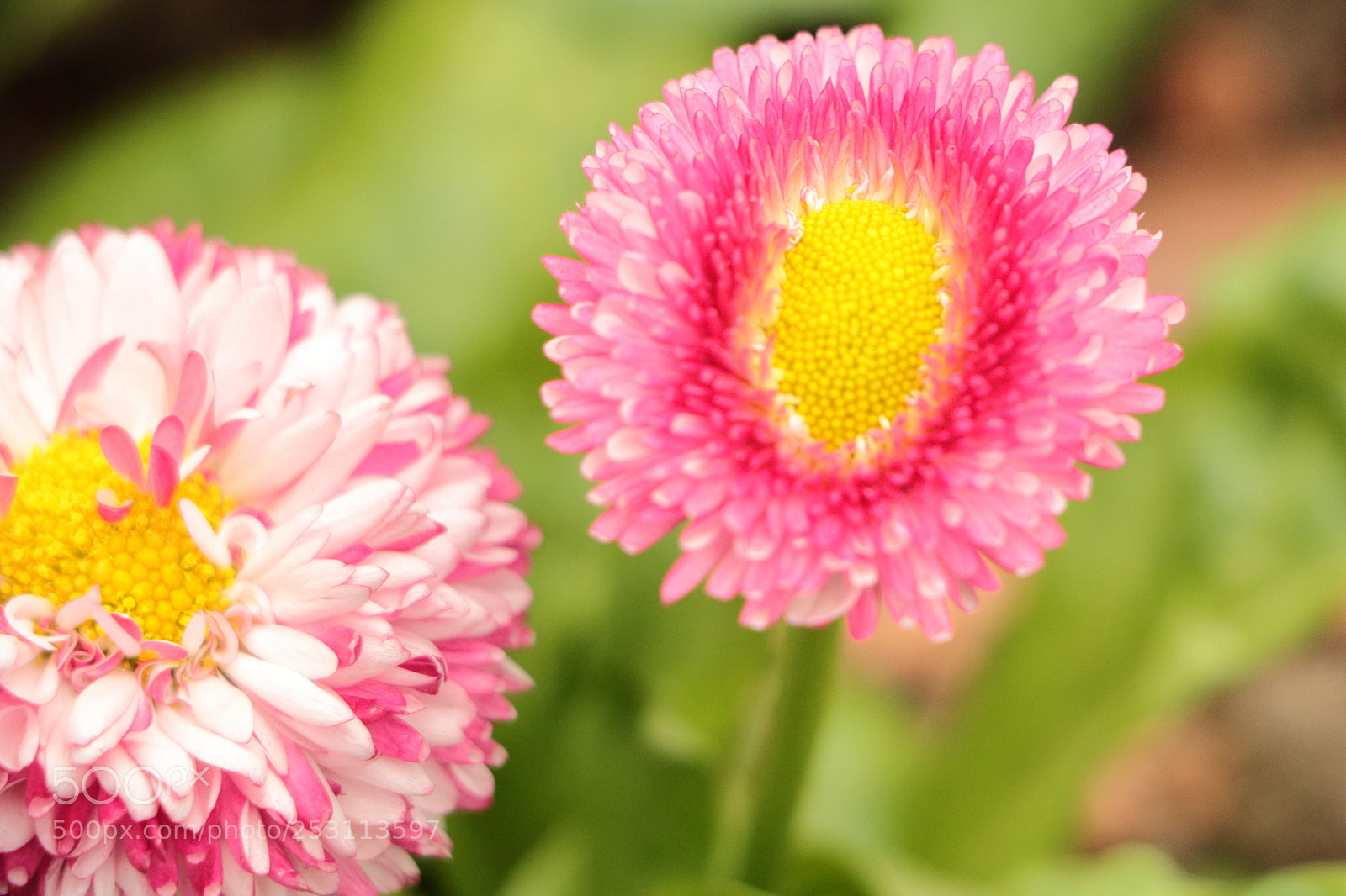 Canon EOS 70D sample photo. Close up on a photography