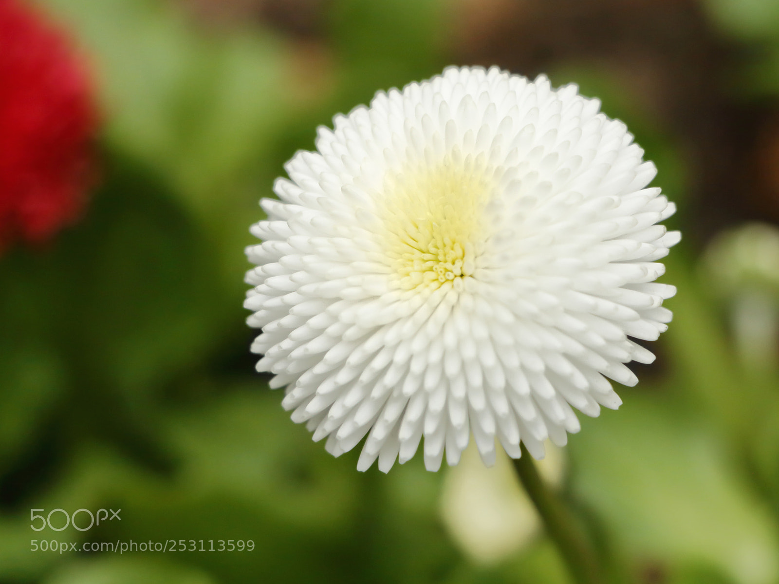 Canon EOS 70D sample photo. Close up on a photography