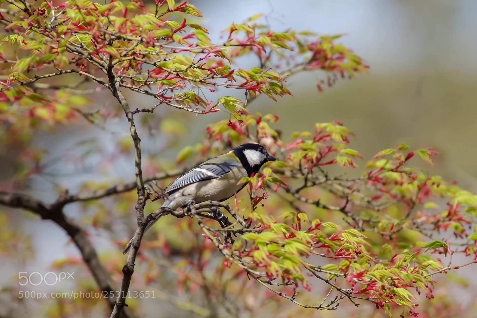 Pentax K-S2 sample photo. Great tit in a photography