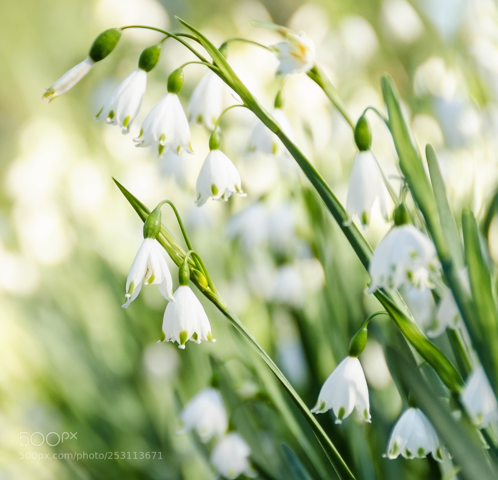 Nikon D7000 sample photo. Campanilla de invierno photography