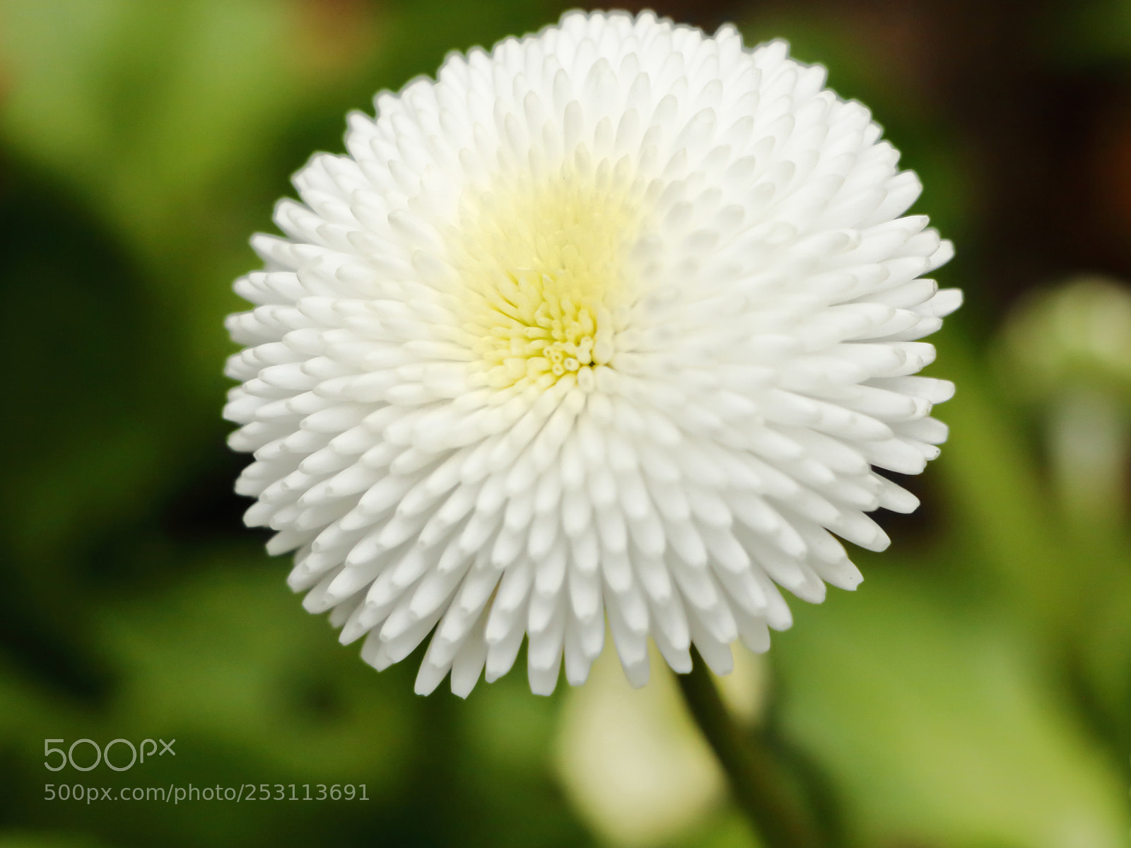 Canon EOS 70D sample photo. Macro of a white photography