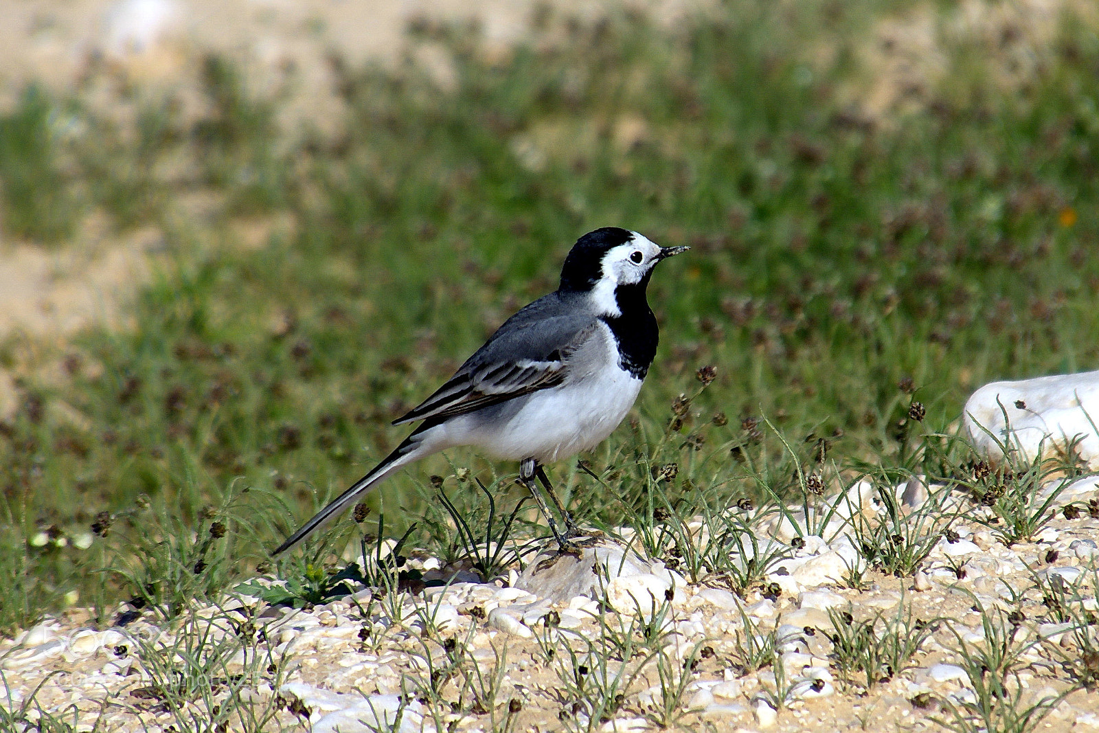 Nikon D7200 sample photo. Perched on a sand photography