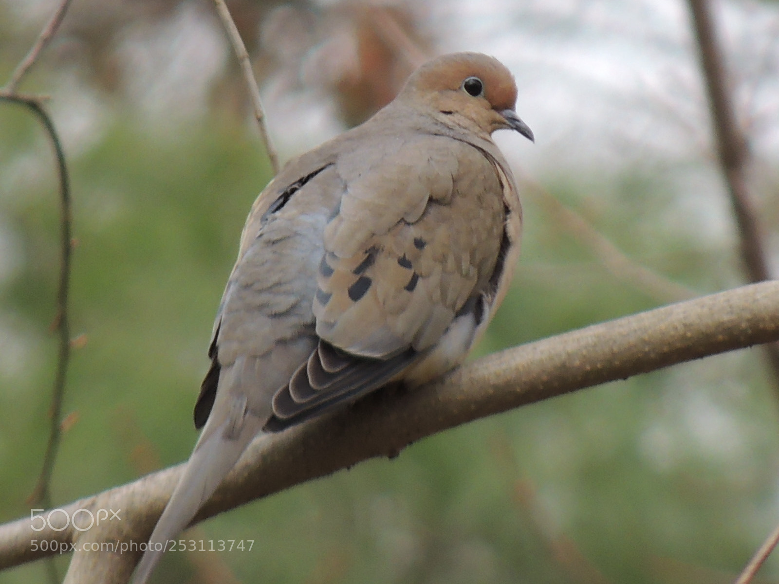 Nikon Coolpix P510 sample photo. My mourning dove! photography