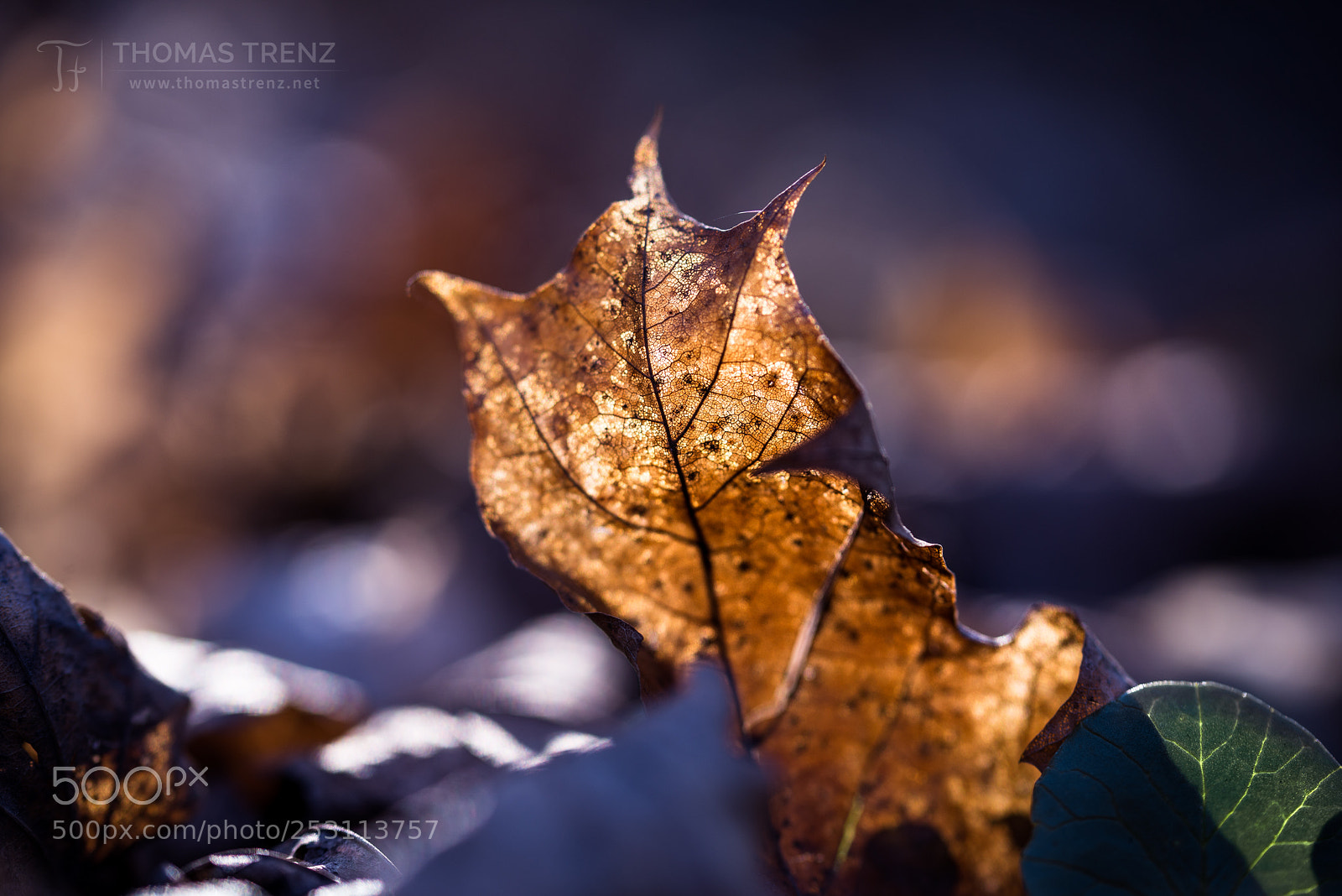 Nikon D600 sample photo. Last leafs photography
