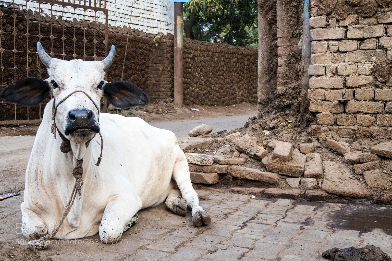 Canon PowerShot G7 X Mark II sample photo. White cow in streets photography
