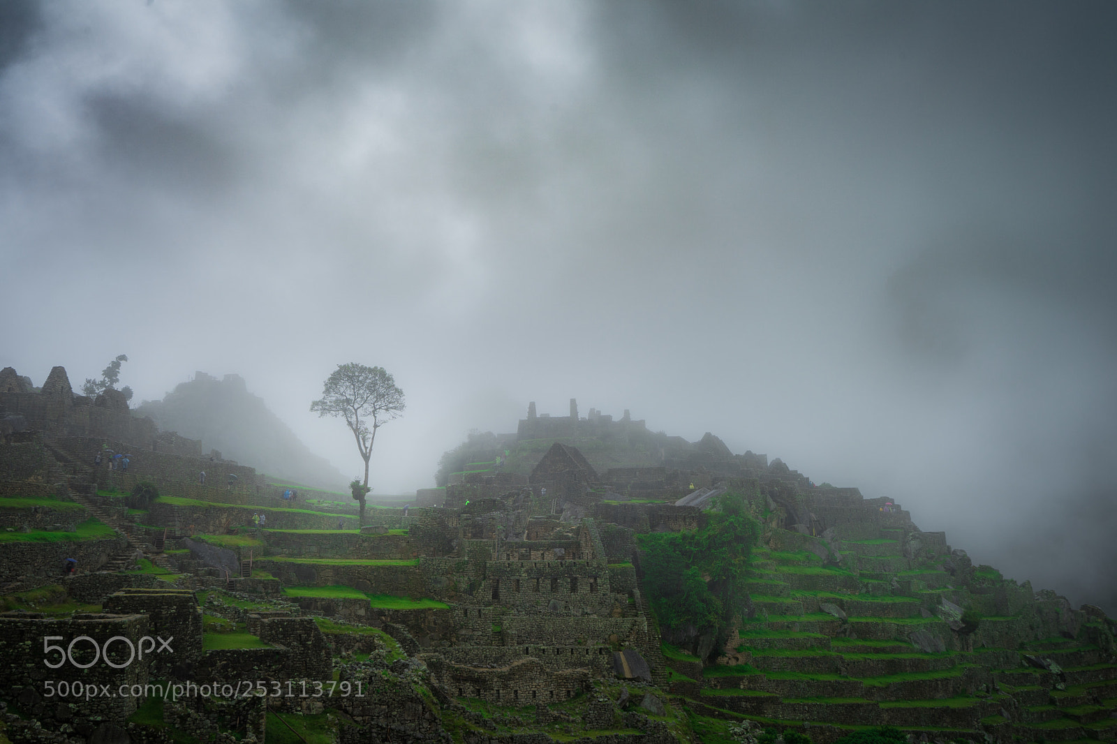 Sony a7 II sample photo. In mist photography