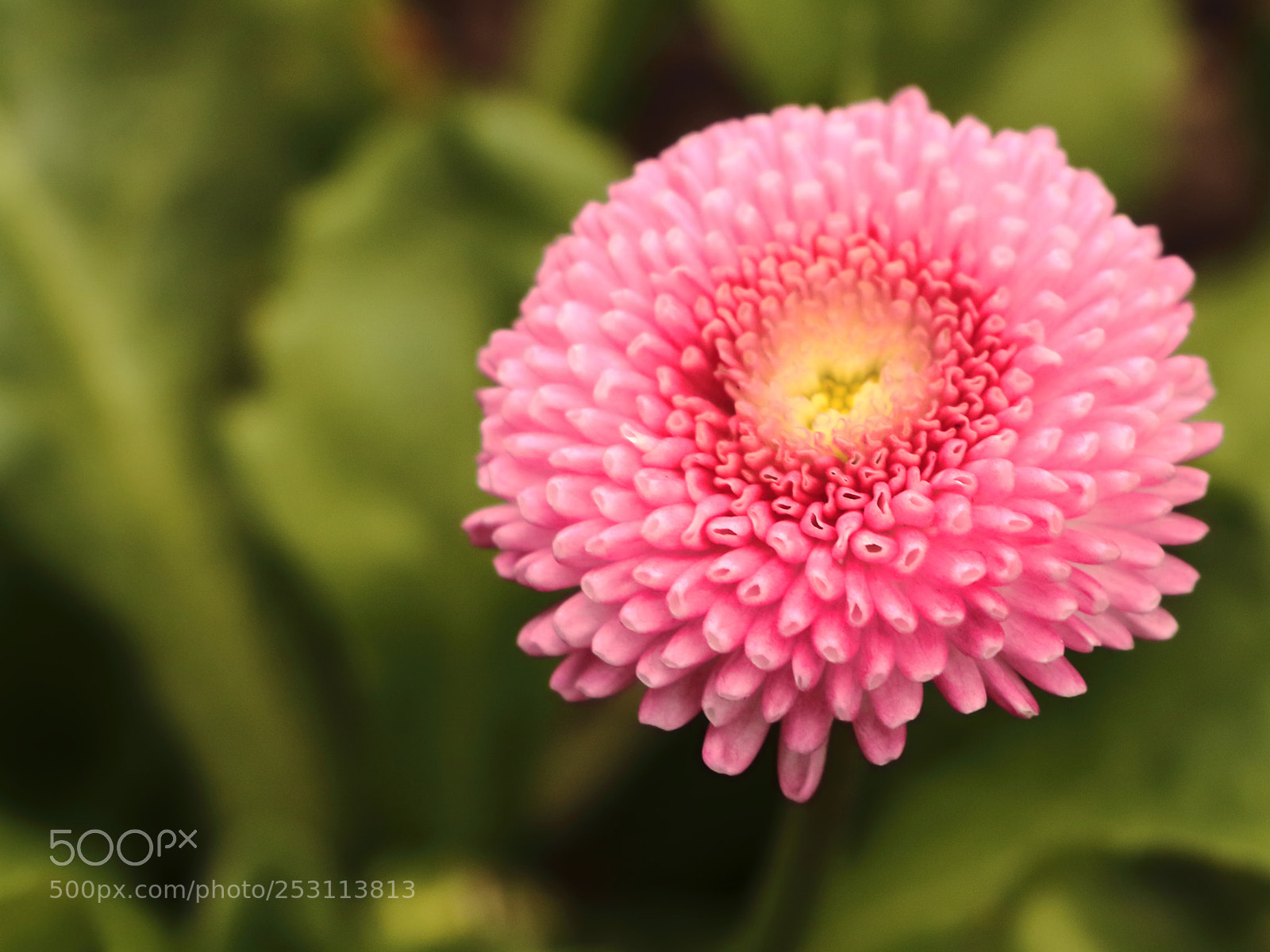 Canon EOS 70D sample photo. Close up on a photography