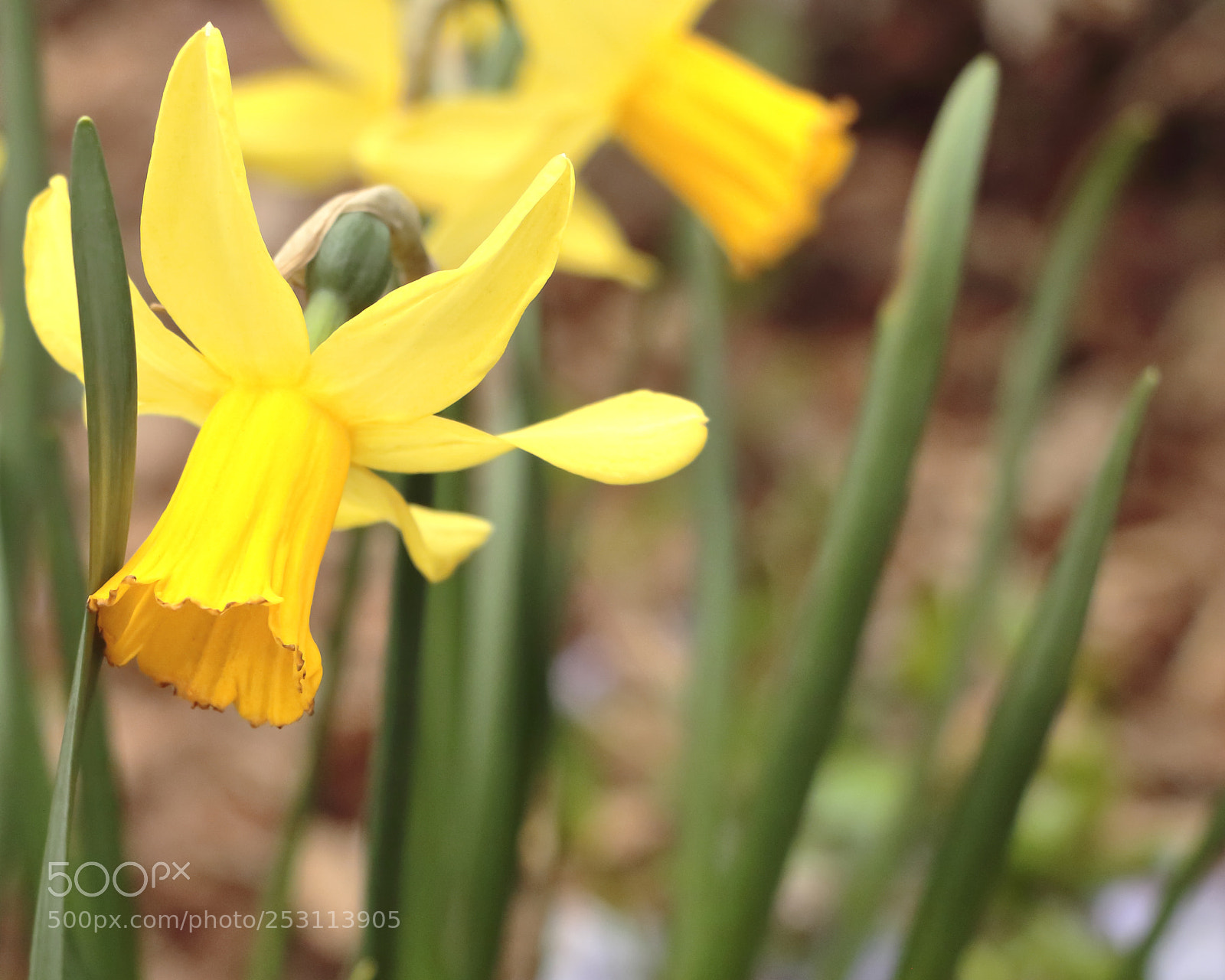 Canon EOS 70D sample photo. Close up on daffodils photography