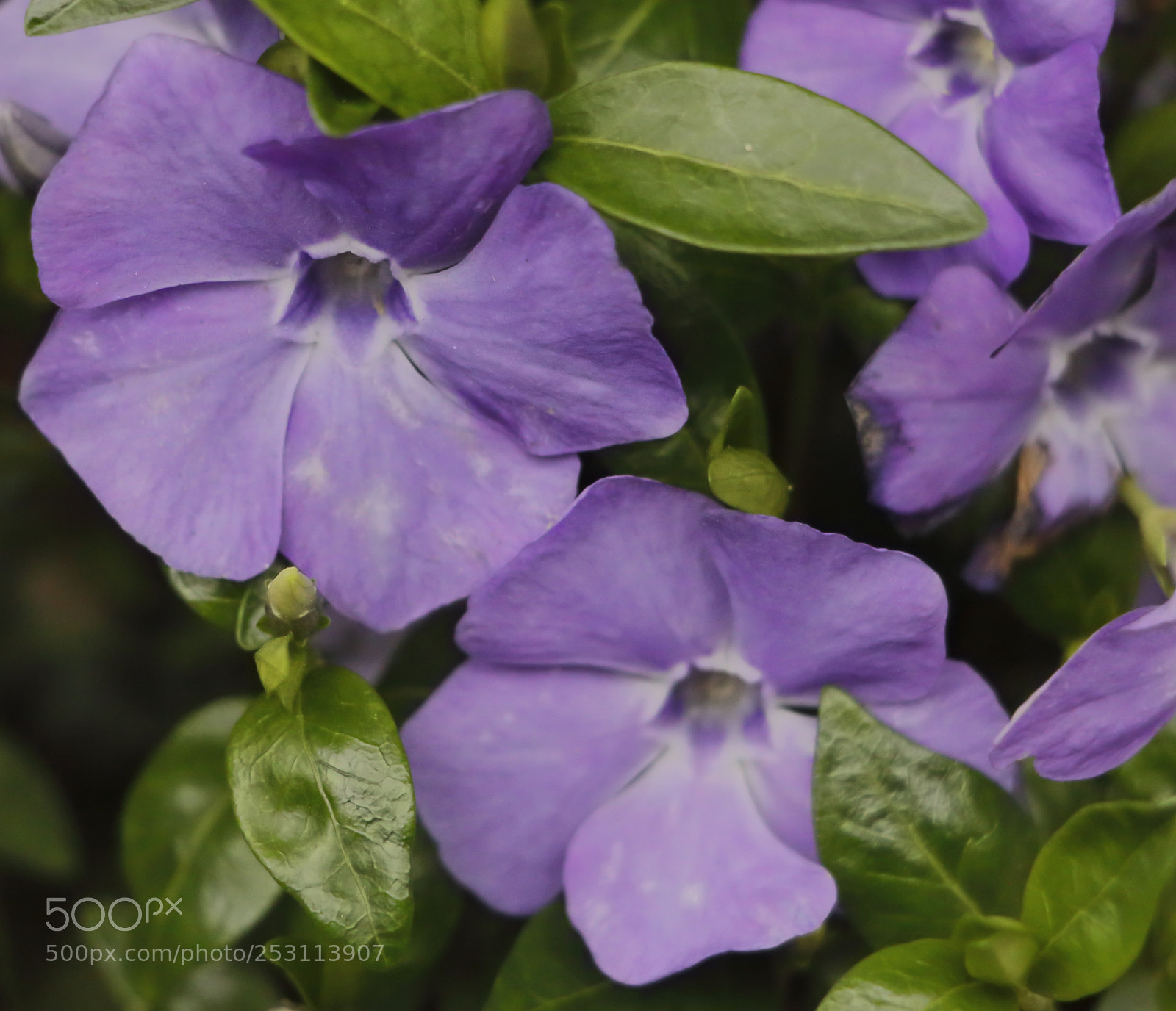 Canon EOS 70D sample photo. Close up on campaniles photography