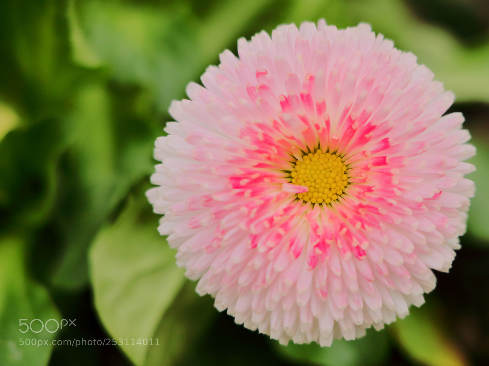Canon EOS 70D sample photo. Close up on a photography