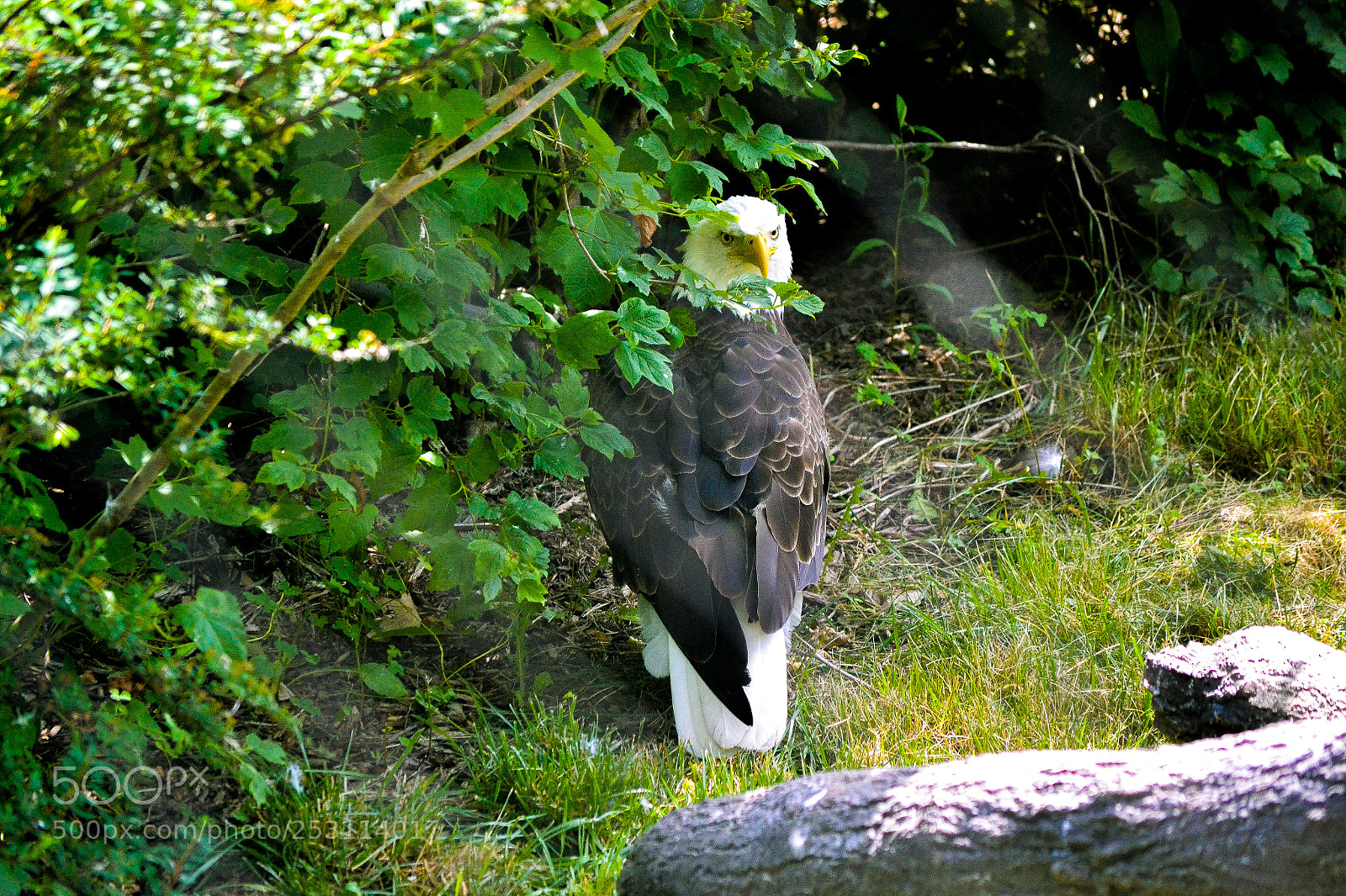 Nikon D3100 sample photo. Bald eagle photography